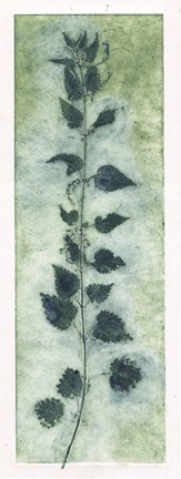 Nettle &copy; 2018ll